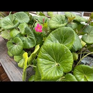 Meet your Posher, Cherie